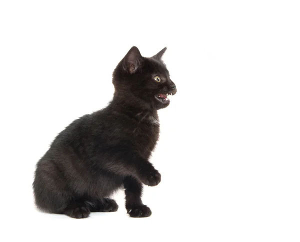 Милий чорний кошеня на білому — стокове фото