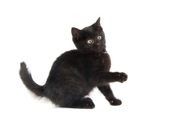 Gatinho preto bonito no branco — Fotografia de Stock