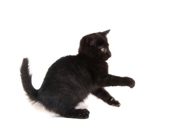 Lindo gatito negro en blanco — Foto de Stock