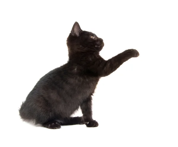 Cute black kitten on white — Stock Photo, Image