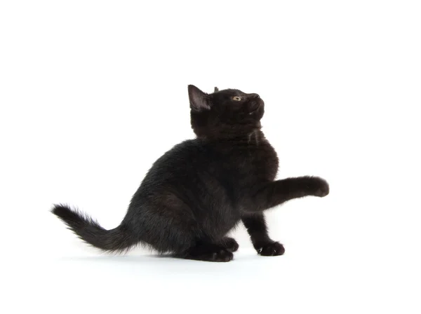 白地に黒い子猫かわいい — ストック写真