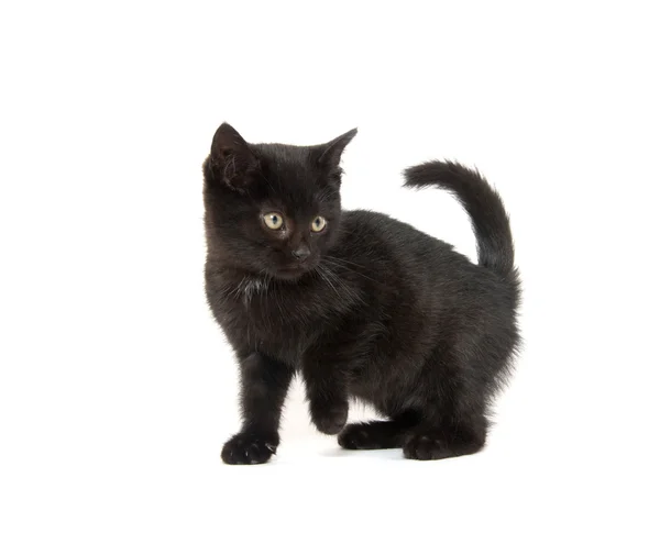 Söt svart kattunge på vit — Stockfoto