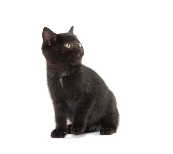Carino gattino nero su bianco — Foto Stock