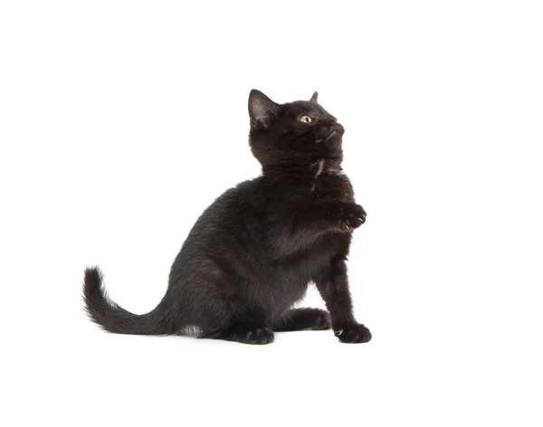Roztomilý kotě černé na bílém — Stock fotografie