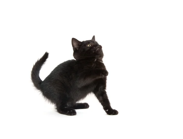 白地にかわいい黒子猫 — ストック写真