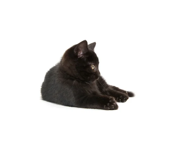 Mignon chaton noir sur fond blanc — Photo