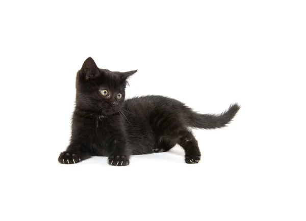 Lindo negro gatito en blanco fondo — Foto de Stock