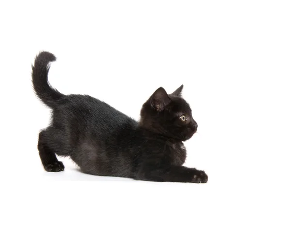 Χαριτωμένο γατάκι μαύρο σε άσπρο φόντο — Φωτογραφία Αρχείου