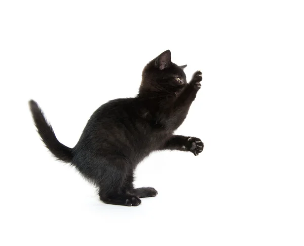 Aranyos fekete cica, fehér háttér — Stock Fotó