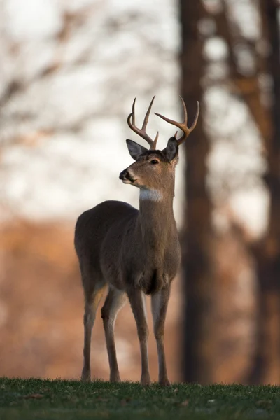 Groot wit-tailed bok op een heuvel — Stockfoto