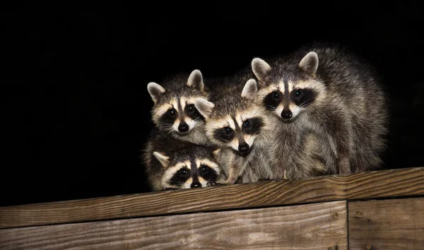 Quatro guaxinins de bebê bonitos em uma grade de convés — Fotografia de Stock