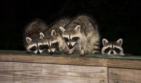 Cztery cute baby szopy na pokładzie balustrad — Zdjęcie stockowe