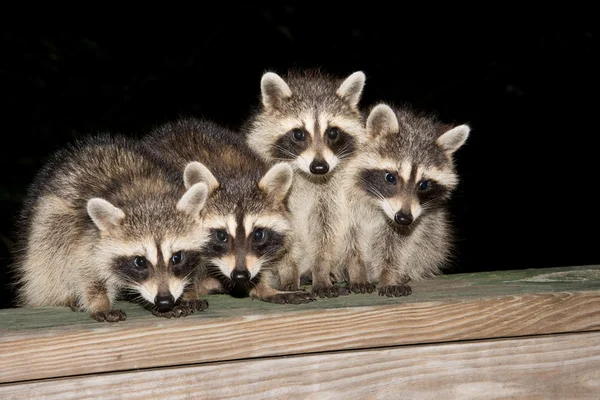 Quatro guaxinins de bebê bonitos em uma grade de convés — Fotografia de Stock