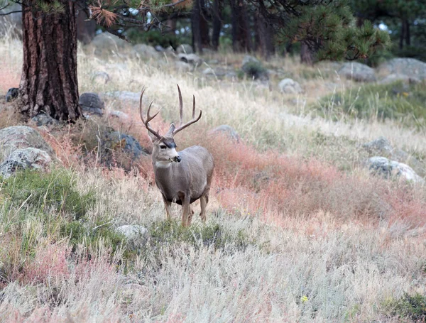 Mule Deer buck — Stock Photo, Image