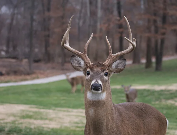 Large white-tailed deer buck — Stock Photo, Image