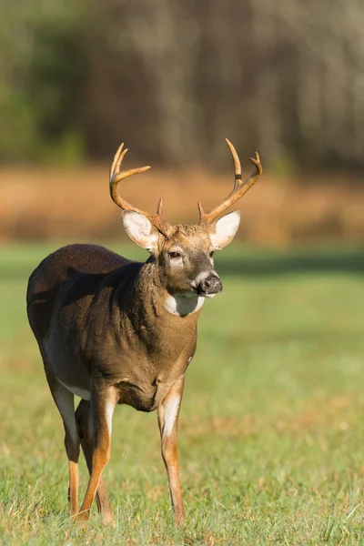 Grande cervo dalla coda bianca buck — Foto Stock