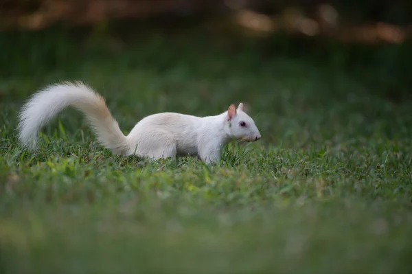 Fehér mókus a fűben — Stock Fotó