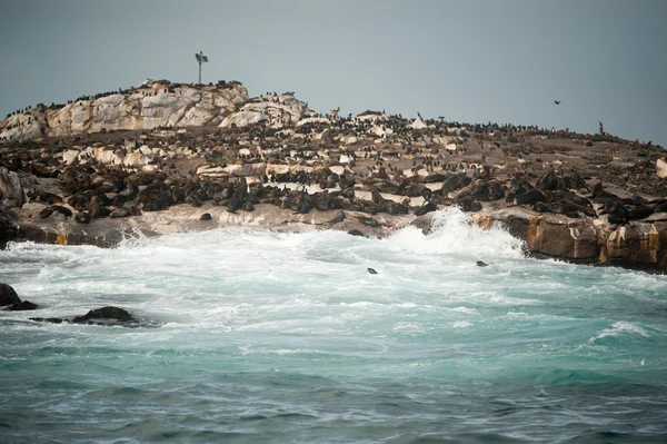 Seal Island w False Bay, Republika Południowej Afryki — Zdjęcie stockowe