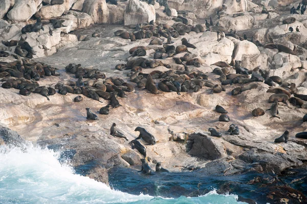 シールの島、南アフリカのフォールス湾 — ストック写真