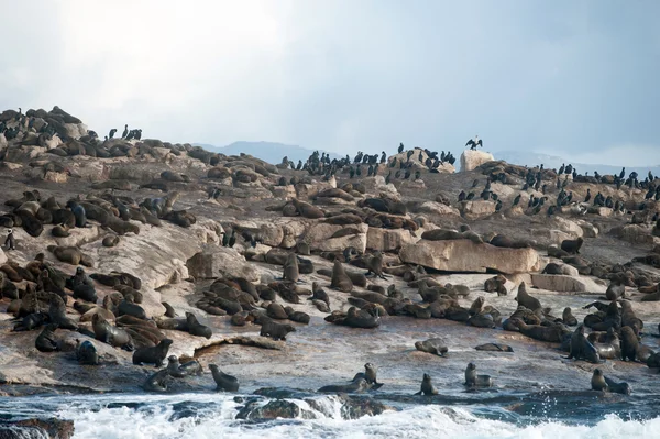 Остров Сил в заливе Фальс, Южная Африка — стоковое фото