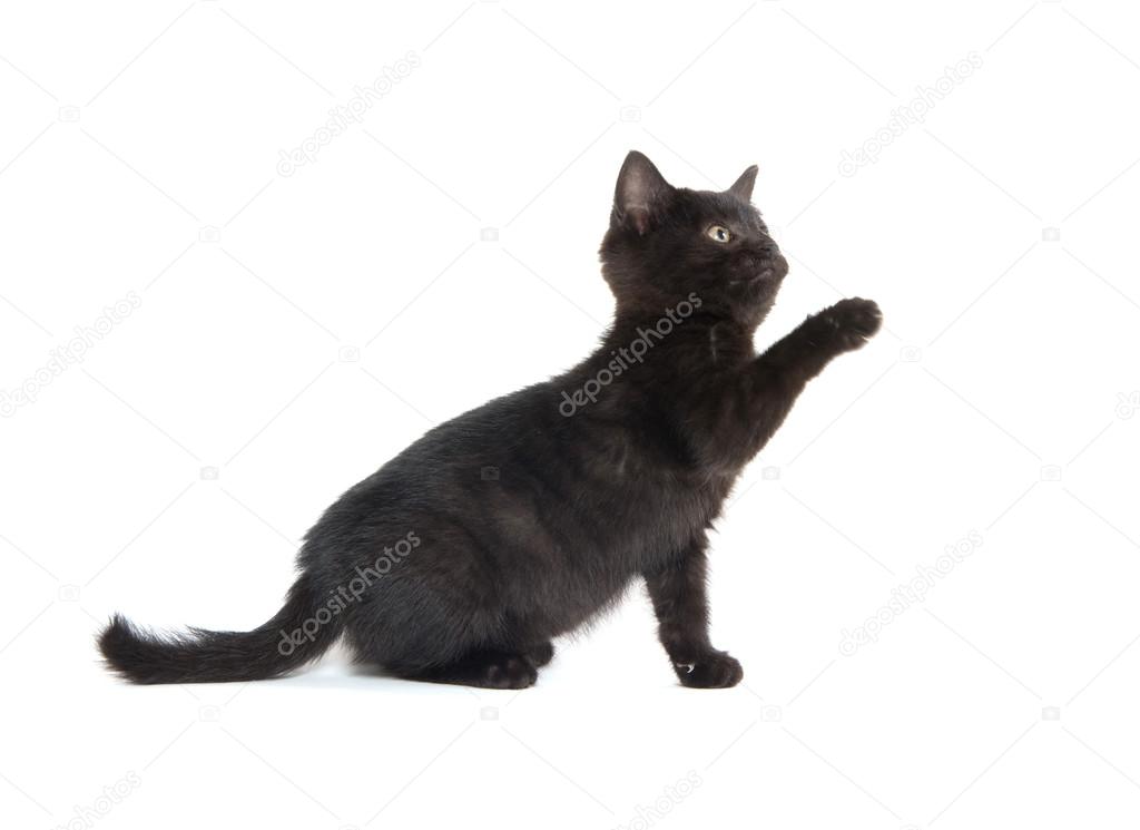 Mignon Chaton Noir Sur Blanc Photographie Eeitony 96637468