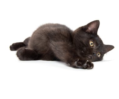 Beyaz arka plan üzerinde sevimli siyah yavru kedi 