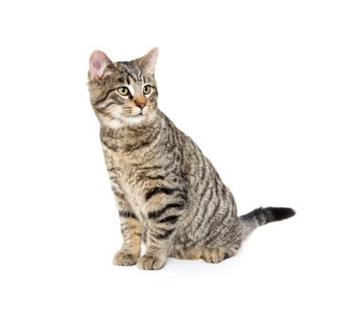 sevimli tekir kedi beyaz