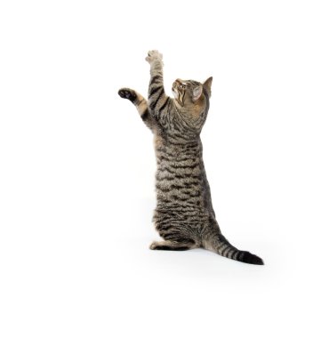 Beyaz oynayan sevimli tekir