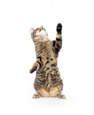 Beyaz oynayan sevimli tekir