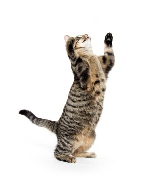 Beyaz oynayan sevimli tekir