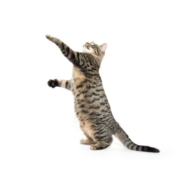 Beyaz oynayan sevimli tekir