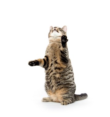 Beyaz oynayan sevimli tekir