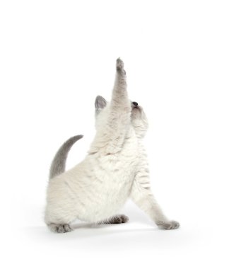 Beyaz üzerinde oynarken sevimli kedi yavrusu