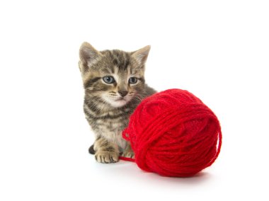 şirin tabby yavru kedi