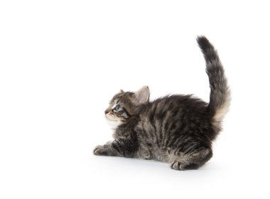 Beyaz arka planda sevimli tekir kedicik