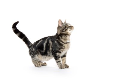 şirin tabby yavru kedi beyaz