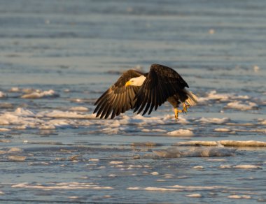 Kel kartal alarak uçuş