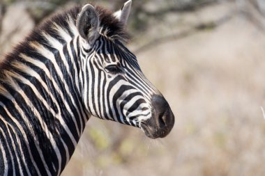 Zebra Kruger National Park