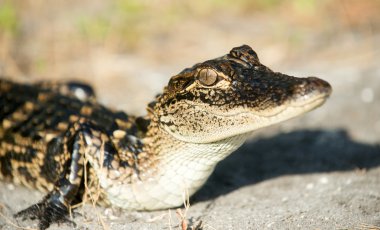 Florida'nın genç timsah