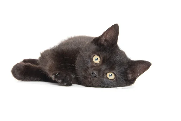 Cute black kitten on white background — Stock Photo, Image