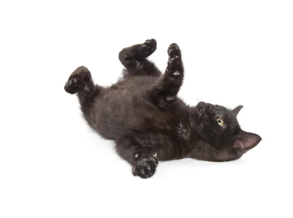 Mignon chaton noir sur fond blanc — Photo
