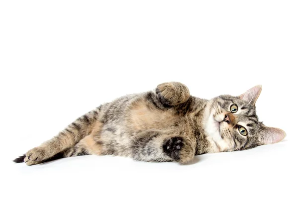 Carino gatto tabby — Foto Stock
