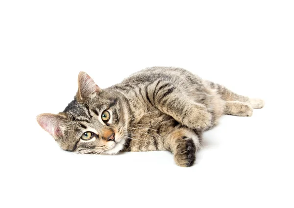 Carino gatto tabby — Foto Stock