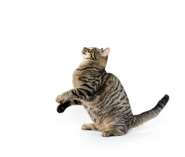 Roztomilý kočka hraje na bílém pozadí — Stock fotografie