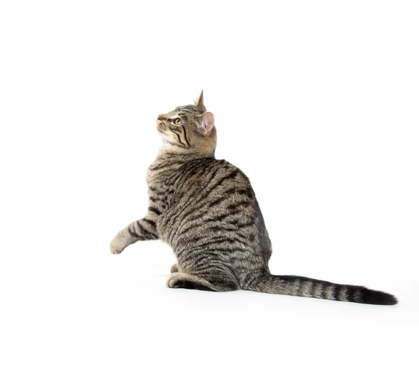 Roztomilý kočka hraje na bílém pozadí — Stock fotografie