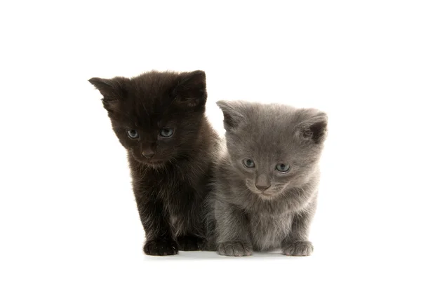 Twee schattige kittens — Stockfoto