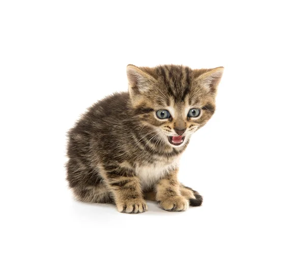 Dois gatinhos de mesa — Fotografia de Stock