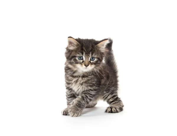 Lindo tabby gatito jugando en blanco — Foto de Stock