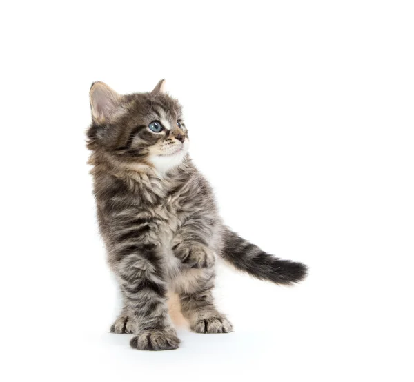 Carino bambino tabby gattino su bianco — Foto Stock