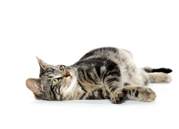 Carino gattino tabby su bianco — Foto Stock
